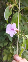 Fridericia
