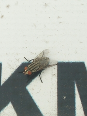 Sarcophagidae