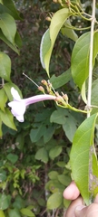 Fridericia