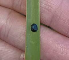 Hemisphaerota cyanea