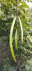 Fridericia