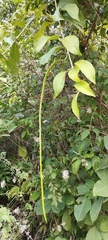Fridericia