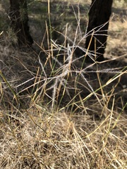 Austrostipa elegantissima
