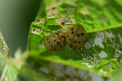 Epilachna varivestis