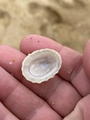 Scutellastra peronii