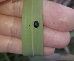 Hemisphaerota cyanea