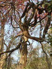 Spatholobus parviflorus