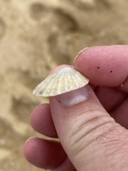 Scutellastra peronii