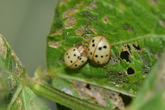 Epilachna varivestis