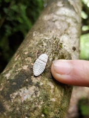 Coelostomidia zealandica