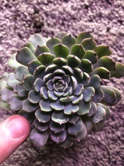 Echeveria pulidonis