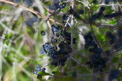 Forestiera