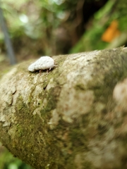 Coelostomidia zealandica