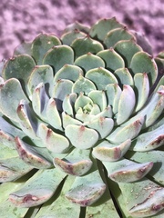 Echeveria pulidonis