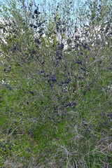 Forestiera