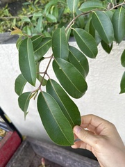 Ficus benjamina