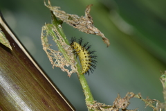 Epilachna varivestis