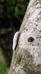 Coelostomidia zealandica
