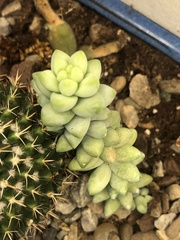 Sedum burrito