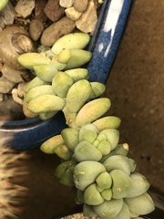 Sedum burrito