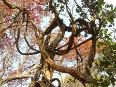 Spatholobus parviflorus