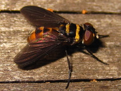 Pentatomophaga latifascia