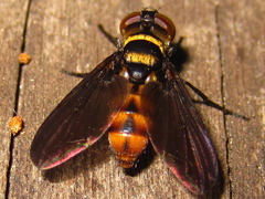 Pentatomophaga latifascia