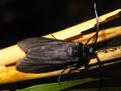 Zygaenidae
