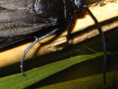 Zygaenidae