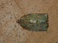 Adoxophyes privatana