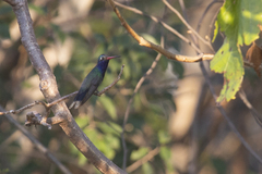 Cynanthus doubledayi