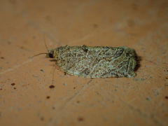 Adoxophyes privatana