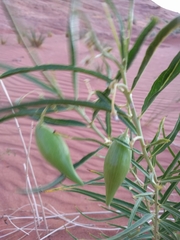 Asclepias labriformis