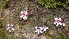 Pelargonium elegans