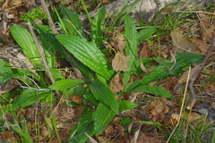 Lithospermum bejariense