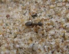 Lasius