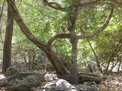 Spatholobus parviflorus