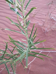Asclepias labriformis