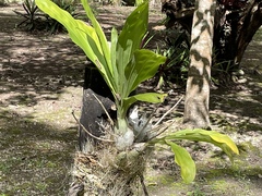 Catasetum integerrimum