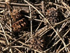 Allocasuarina luehmannii