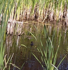 Bucephala