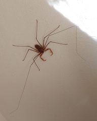 Acanthophrynus coronatus