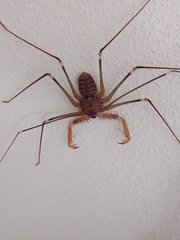 Acanthophrynus coronatus