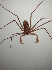 Acanthophrynus coronatus