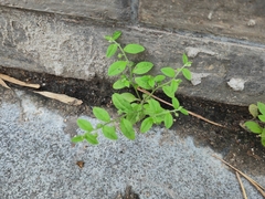 Bothriospermum zeylanicum