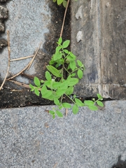 Bothriospermum zeylanicum