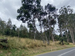 Zanda funerea xanthanota