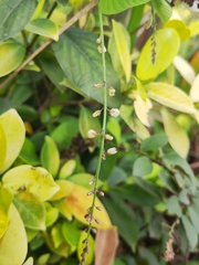 Pleurolobus gangeticus