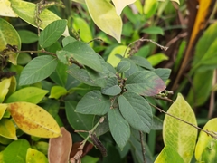 Pleurolobus gangeticus