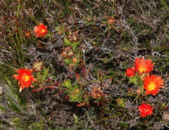Lampranthus fergusoniae